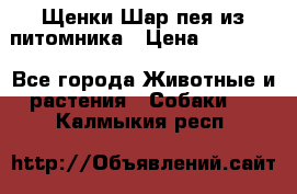 Щенки Шар пея из питомника › Цена ­ 25 000 - Все города Животные и растения » Собаки   . Калмыкия респ.